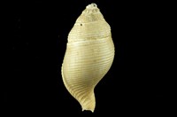 藏品(東沙峨螺)的圖片